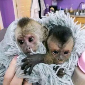 Female Capuchin Monkey For Sale