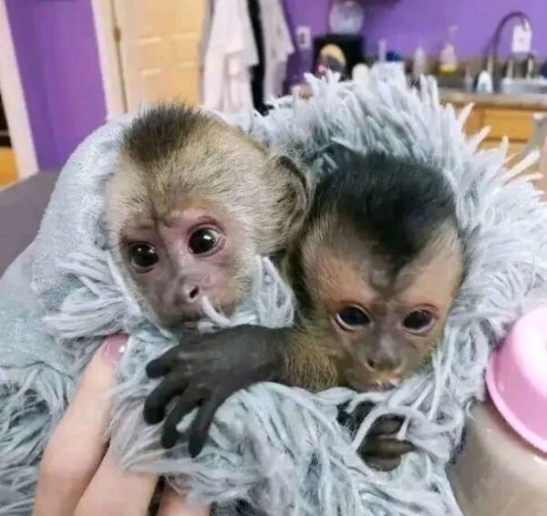 Female Capuchin Monkey For Sale