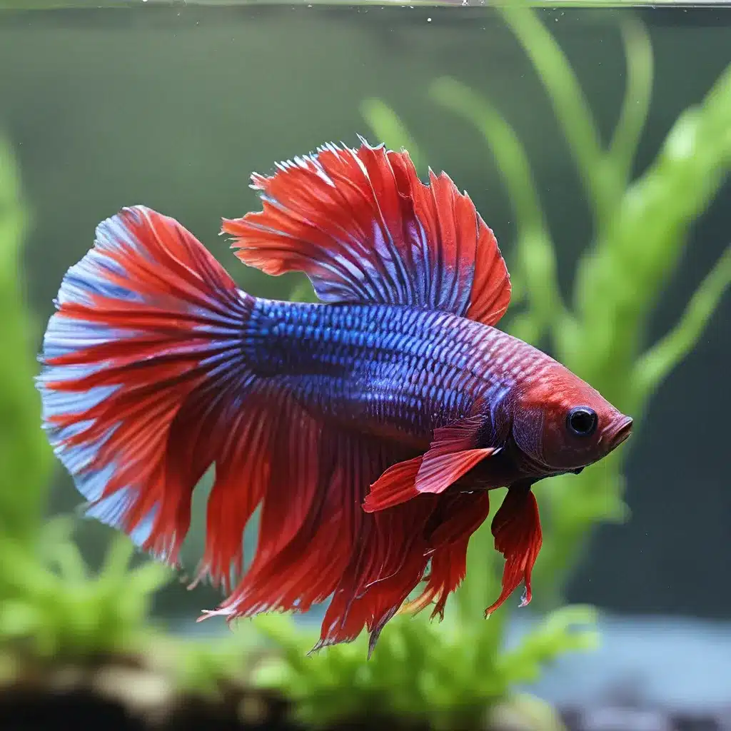 Discovering the Wonders of the Betta Fish: Vibrant Aquatic Gems