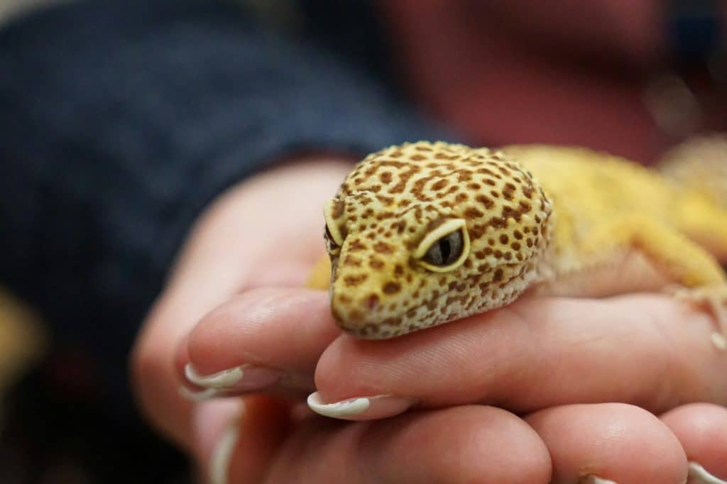 Closeup of a person holding a leopard gecko lizard
