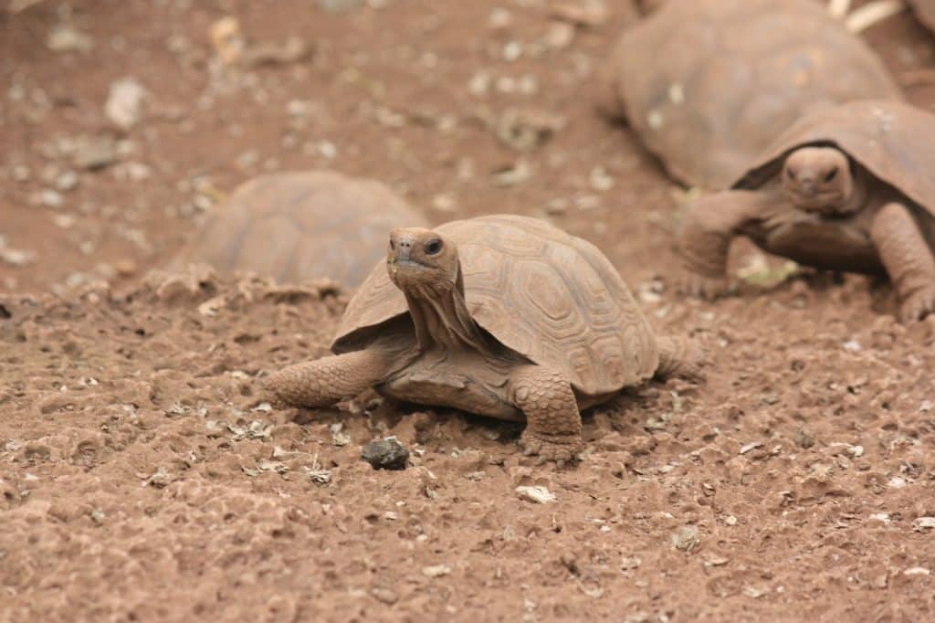 Closeup shot of a desert tortoises